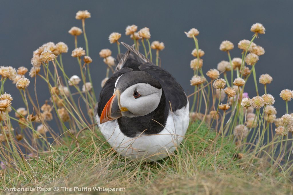 Puffin on his flowered balcony © antonella papa
