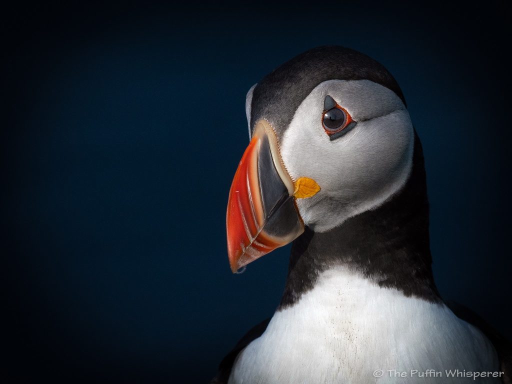 The Sweetest Puffin, Westray - The Puffin Whisperer - Photograph © Antonella Papa
