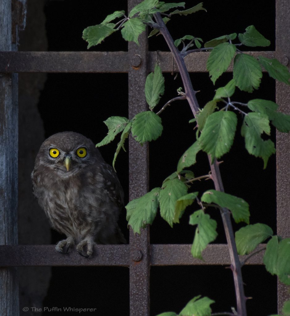 Civetta-Little-owl-©-Antonella-Papa
