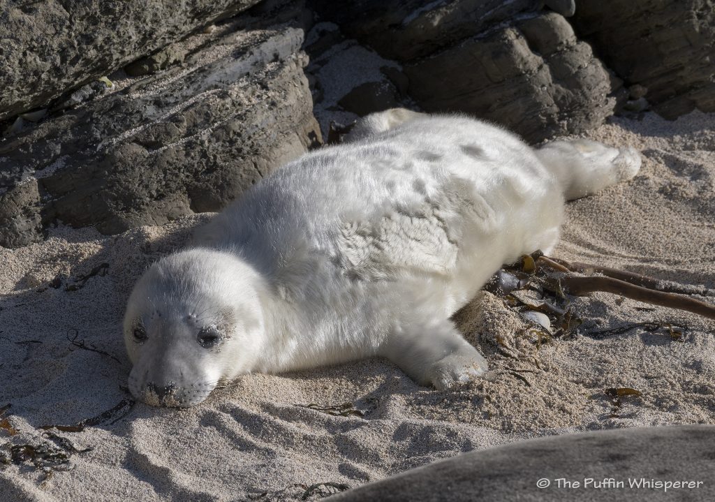 Fluffy-baby-Grey-seal-©-Antonella-Papa