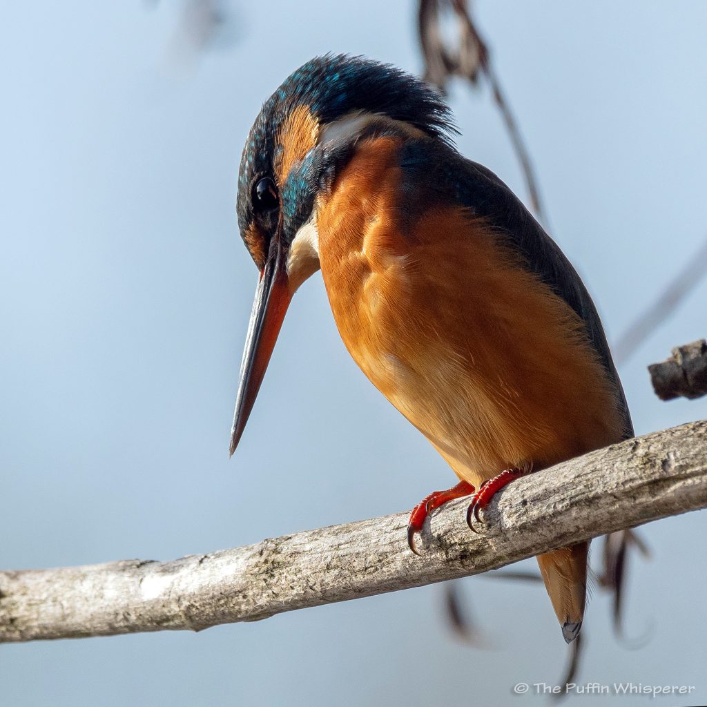 Kingfisher-Martina-Oasi-di-Alviano-© Antonella Papa