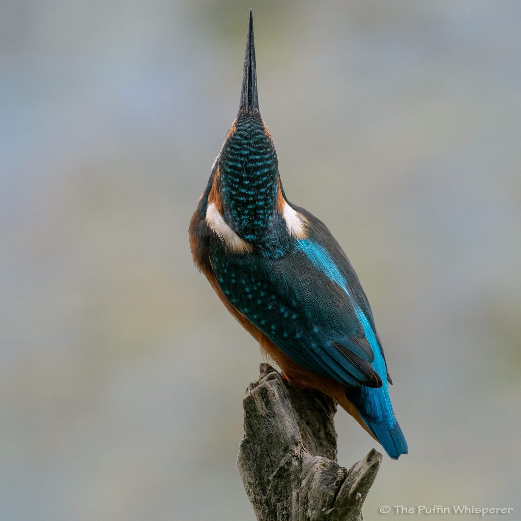 Kingfisher-Oasi-di-Alviano-© Antonella Papa
