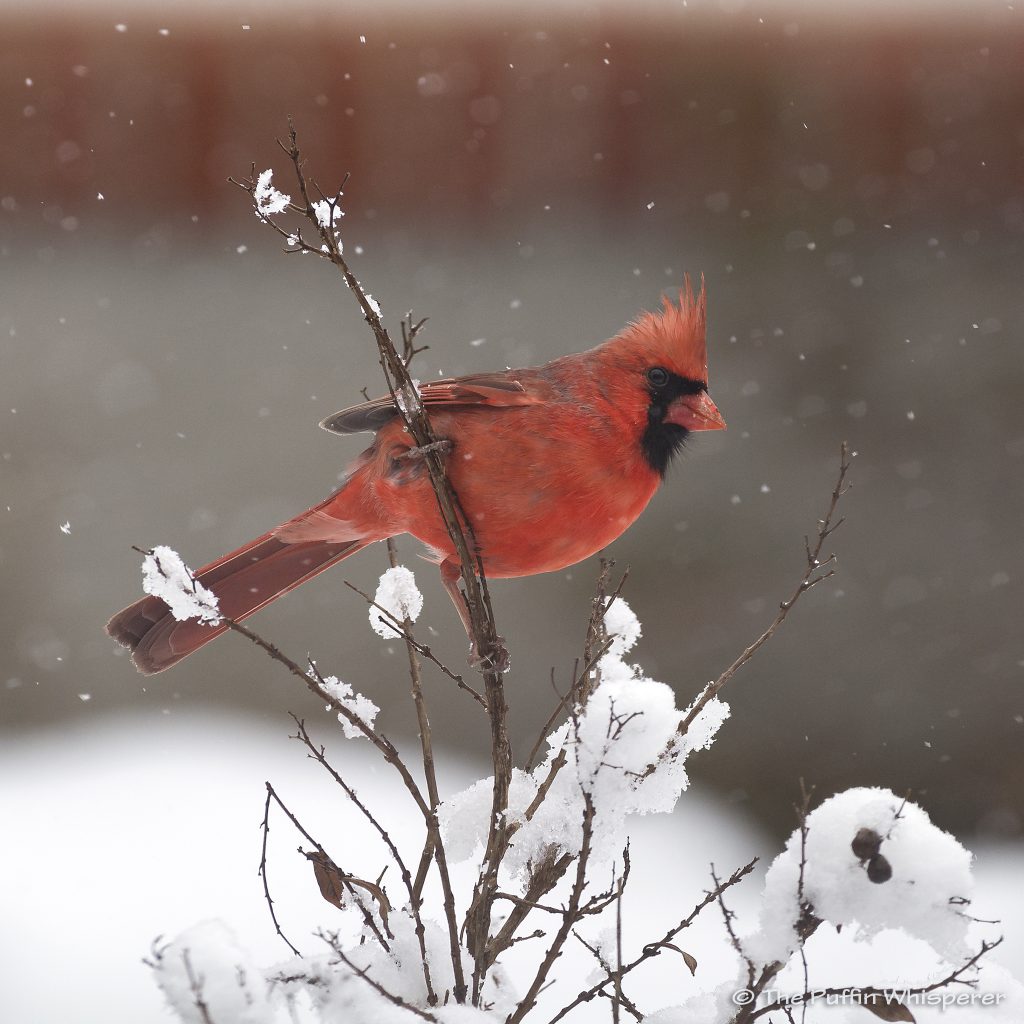 Northern-cardinal-and-the-snow-©-Antonella-Papa