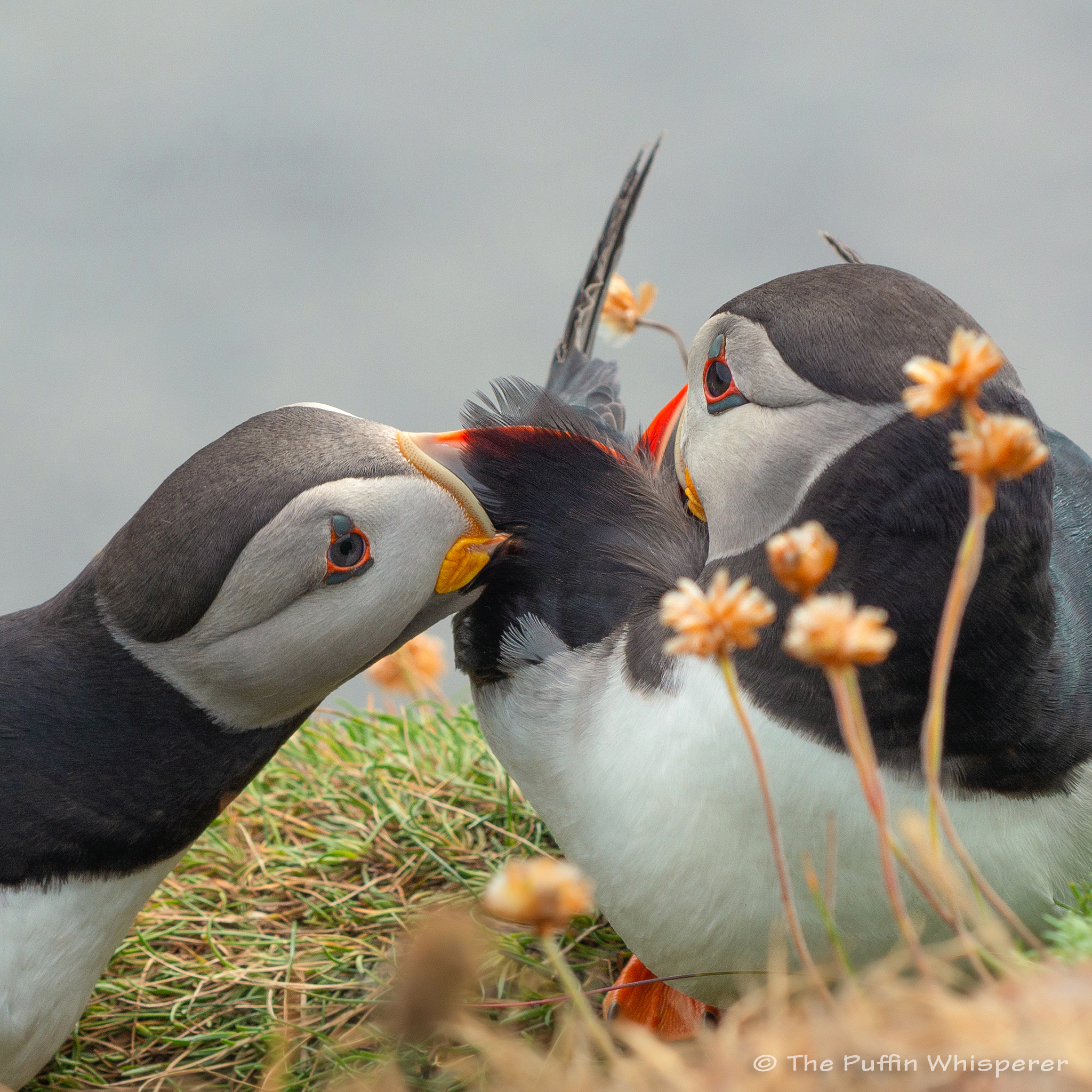 Puffin-preening-I-love-your-feathers-©-Antonella-Papa