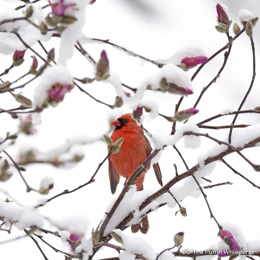 Northern-cardinal-in-the-snow-©-Antonella-Papa