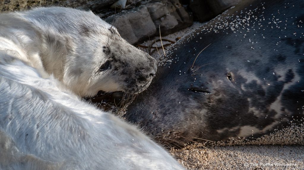 Grey-seal-mum-and-pup-westray-©-Antonella-Papa