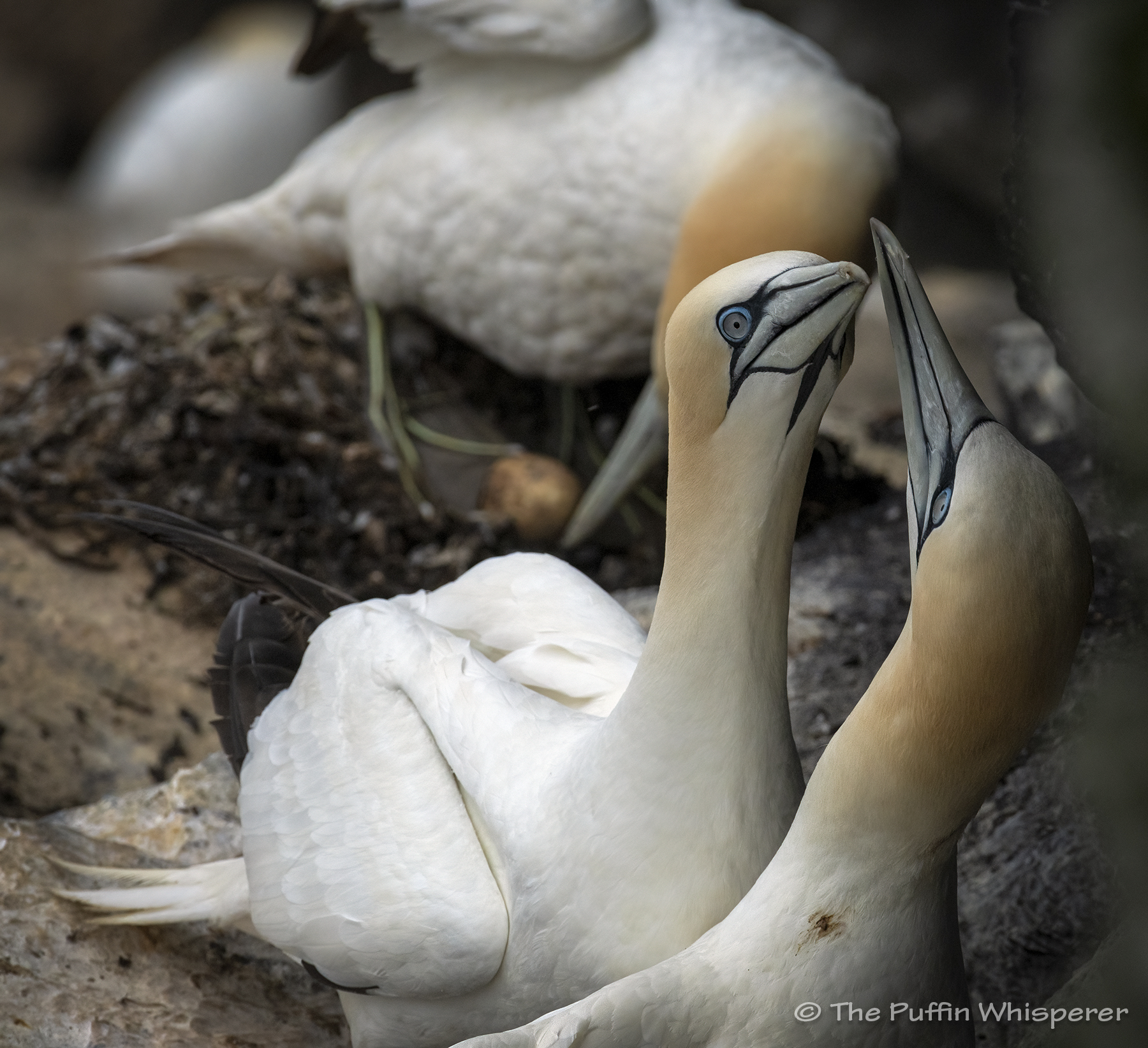 Sula & Greta. – The Puffin Whisperer