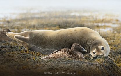 The Selkie and the Eider ©