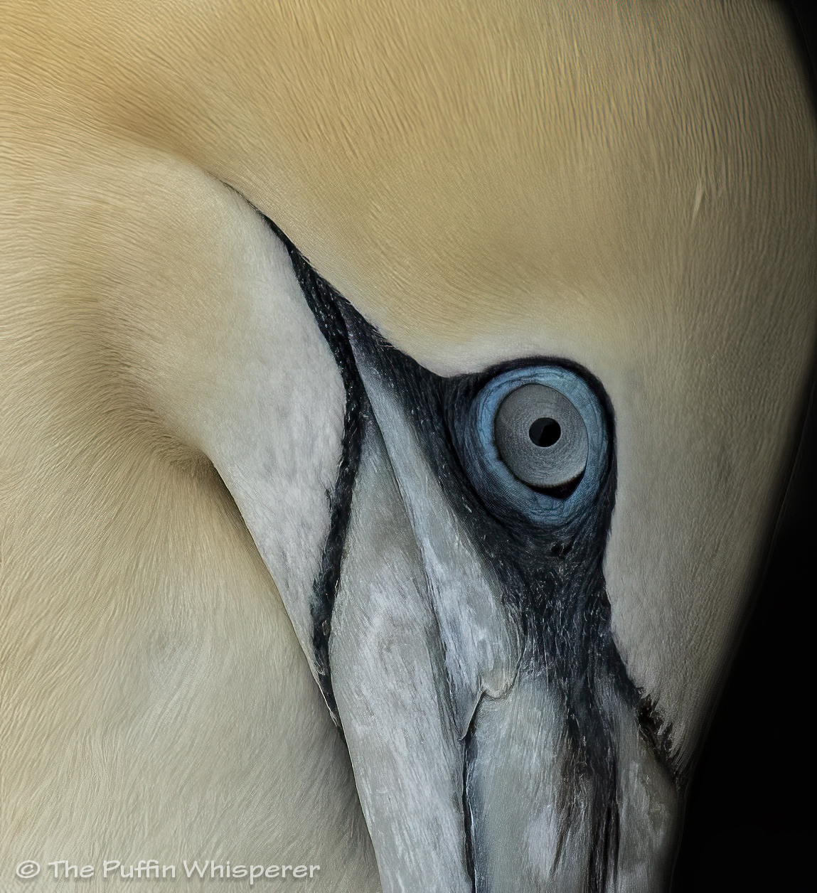 Sula & Greta. – The Puffin Whisperer